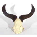 Blue Wildebeest (Connochaetes taurinus) skull and horns