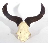 Blue Wildebeest (Connochaetes taurinus) skull and horns