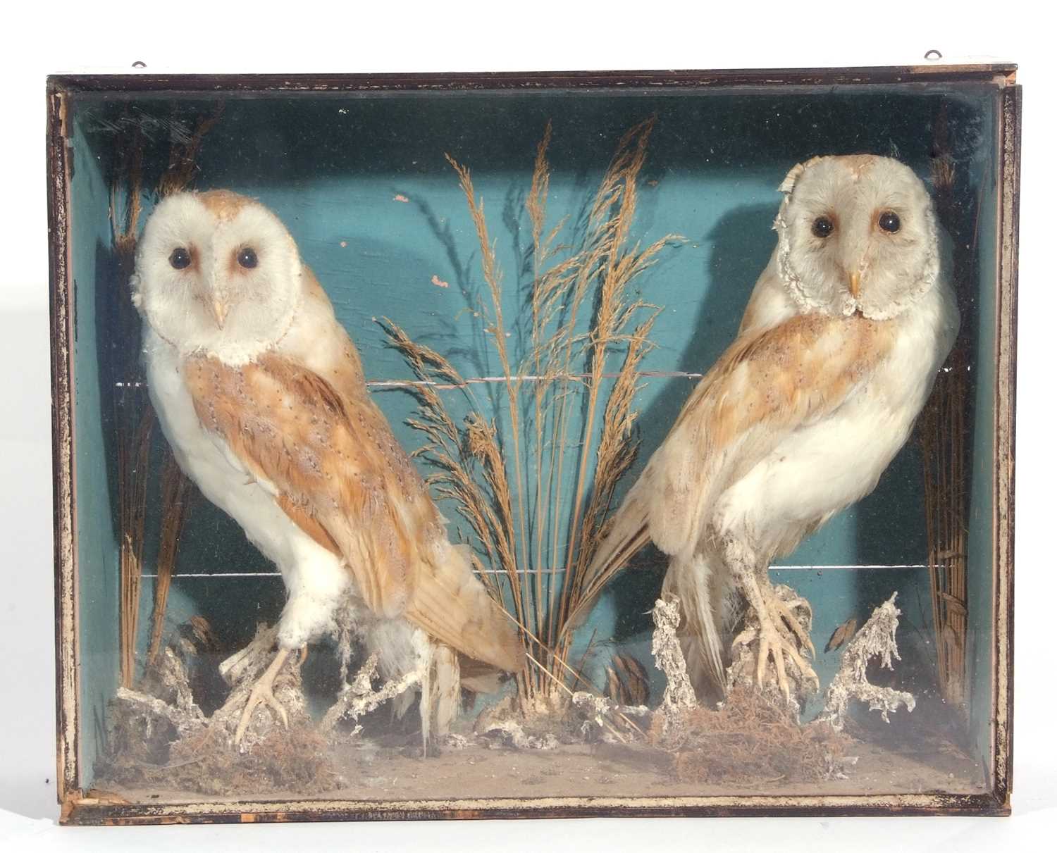 A Victorian taxidermy case of a brace of Barn owls (Tyto alba) in pine-stained case and naturalistic - Image 2 of 2