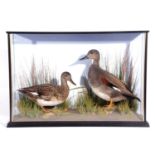 A modern taxidermy cased brace of Gadwell ducks (Mareca strepera) in a naturalistic setting by