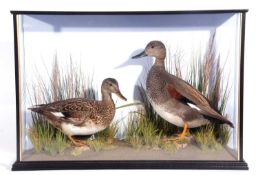 A modern taxidermy cased brace of Gadwell ducks (Mareca strepera) in a naturalistic setting by