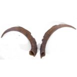 Pair of possibly British primitive goat horns (capra hircus)
