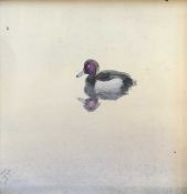 Philip Rickman (British,1891-1982), tufted duck, watercolour, 4.5x4.5ins, signed to lower left,