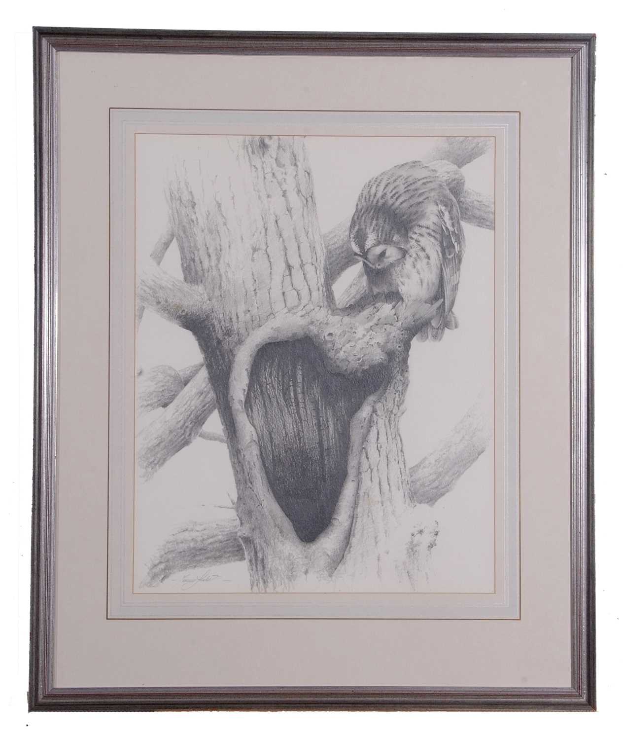 Terence Lambert (British, Contemporary), A pencil study of a tawny owl, signed, mounted and