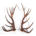 A pair of red stag (Cervus elaphus) antlers 17 points