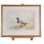 Andrew osborne water colour of mallard