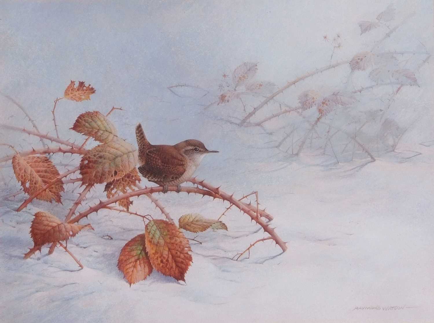 Raymond C. Watson (British, 1935-1994), Wren, watercolour, signed. 7x10