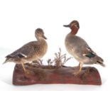 Modern taxidermy pair of teal (Anas crecca) male and female by taxidermist Niel Nicholls (label to