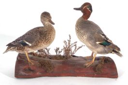 Modern taxidermy pair of teal (Anas crecca) male and female by taxidermist Niel Nicholls (label to