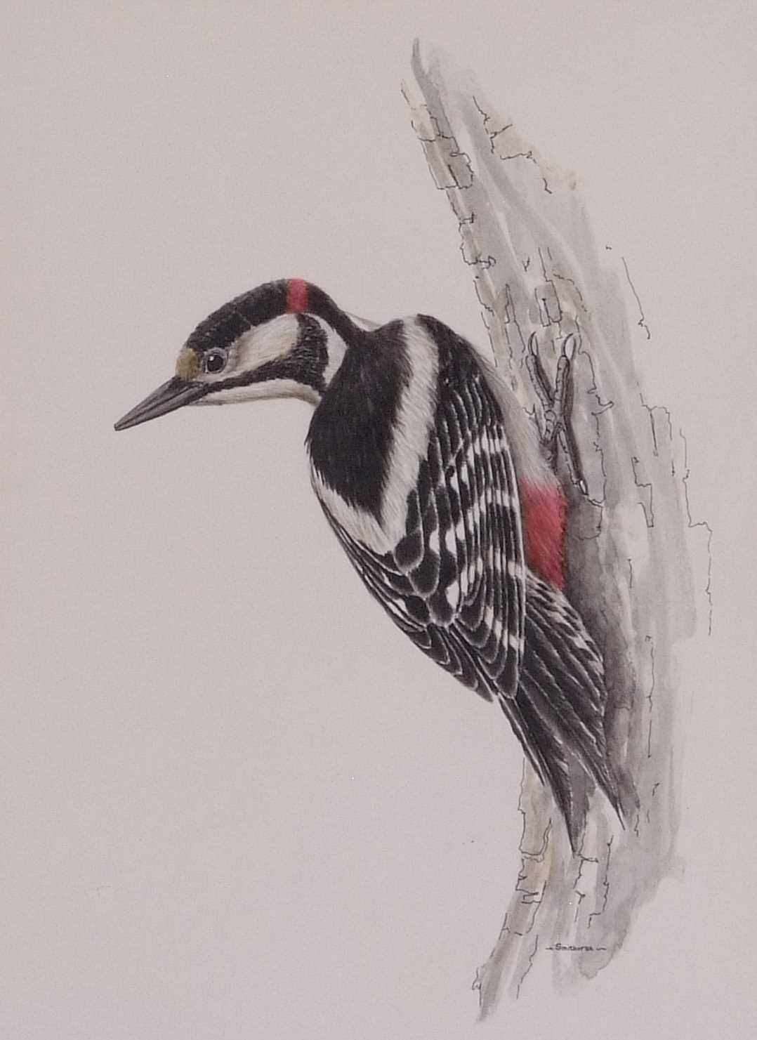 David Smithurst (British, 1942-2001), Three watercolour studies; spotted woodpecker, redstart and - Image 2 of 6