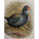 J. G. Keulemans (Dutch, 19th Century ), Twelve ornithological prints, mainly birds of New Zealand.