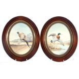 two framed oval watercolours of a pheasant and mallard by Geraldine green (2)