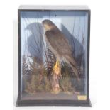 Richard brigham cased taxidermy sparrowhawk