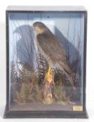 Richard brigham cased taxidermy sparrowhawk