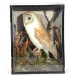 Taxidermy cased barn owl by T.E.Gunn of Norwich