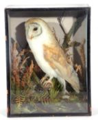 Taxidermy cased barn owl by T.E.Gunn of Norwich