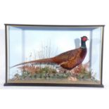 Modern taxidermy cased Cock pheasant (Phasianus colchicus) by Richard Brigham of Norfolk. Label to