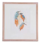 Keith Brockie (British, 20th Century), A study of a Kingfisher various dispositions, watercolour,