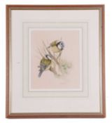 Edna Bizon (British, 20th century) Two great tits on a branch, watercolour, signed 10x11ins.
