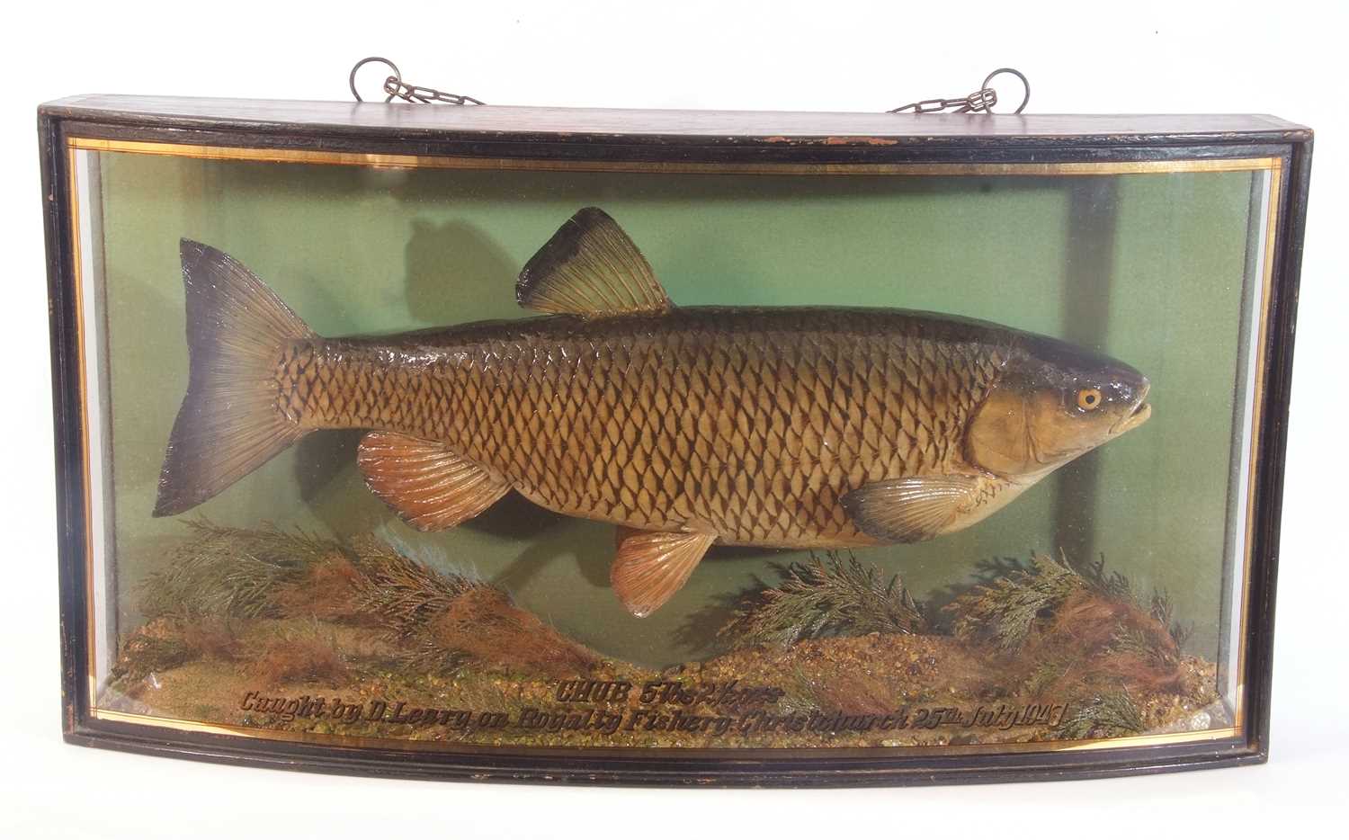 Mid-20th century cased taxidermy "Chub" fish (Squalius Cephus) in a naturalistic setting, 5lb 2 1/