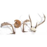 A mixed group of antlers etc to include antlers and top of the skull of deformed spiker red deer (