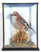 Taxidermy cased Male Eurasian Jay (Garrulus glandarius) in a cased naturalistic setting and
