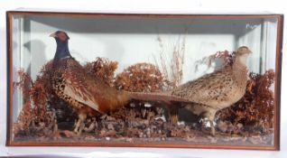 20th Century taxidermy cased cock and hen pheasants (Phasianus colchicus) in naturalistic setting.