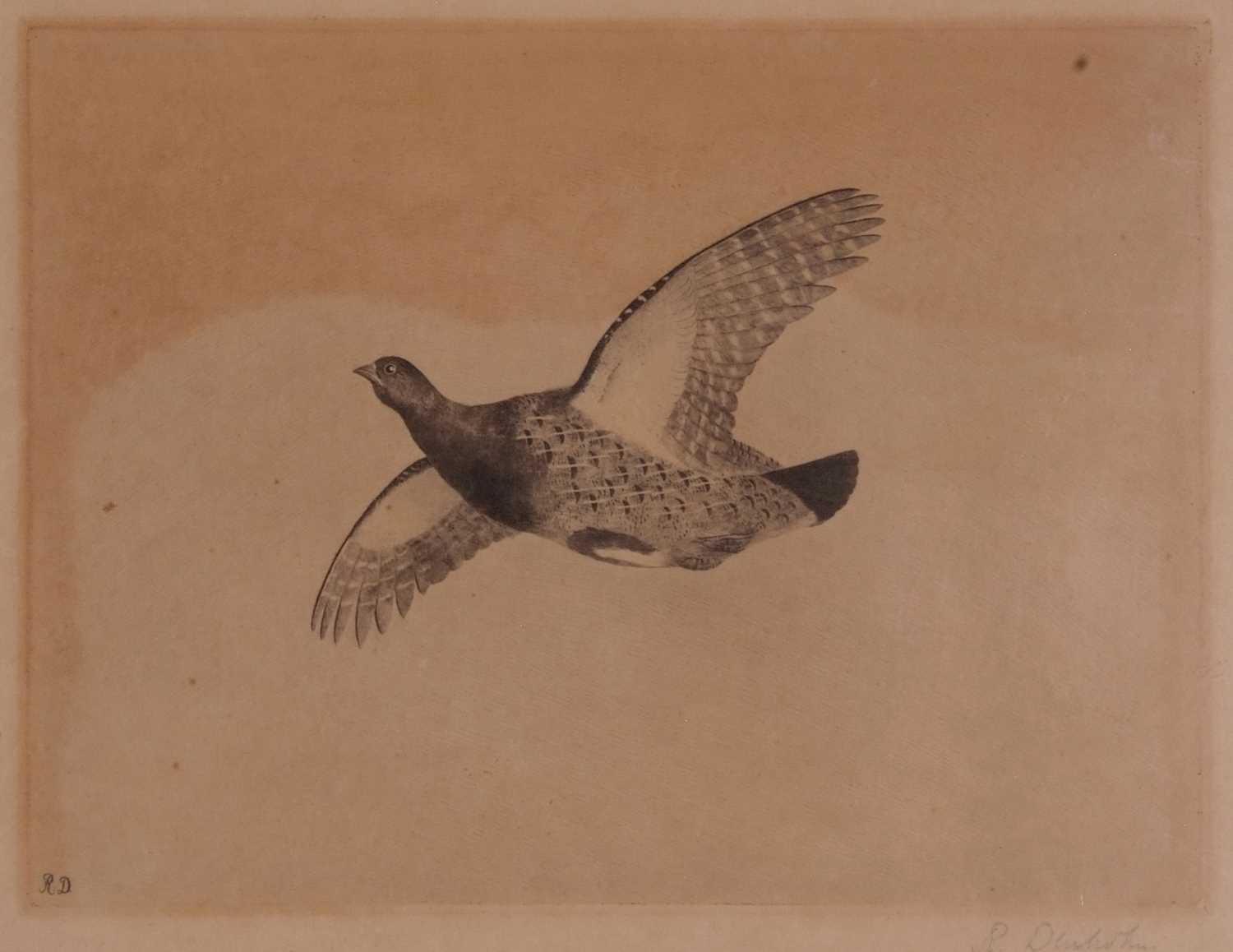 Robert Dunholm (British, 20th century), A pair of etchings depicting a goose and grouse in flight, - Image 4 of 5