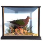 Taxidermy cased Emerald Dove (Chalcophaps indica) in a naturalistic setting and painted case. By