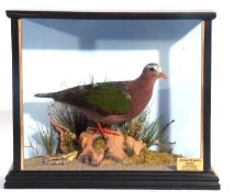 Taxidermy cased Emerald Dove (Chalcophaps indica) in a naturalistic setting and painted case. By
