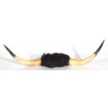 Taxidermy-mounted cow horns