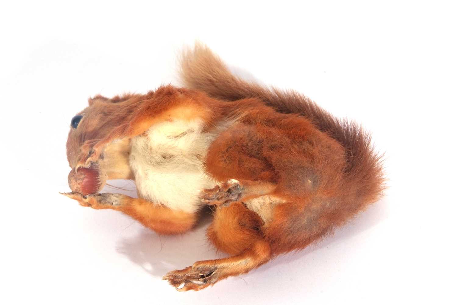 Uncased very well done, taxidermy red squirrel (Sciurus vulgaris) holding and nibbling a nut/acorn - Image 4 of 5