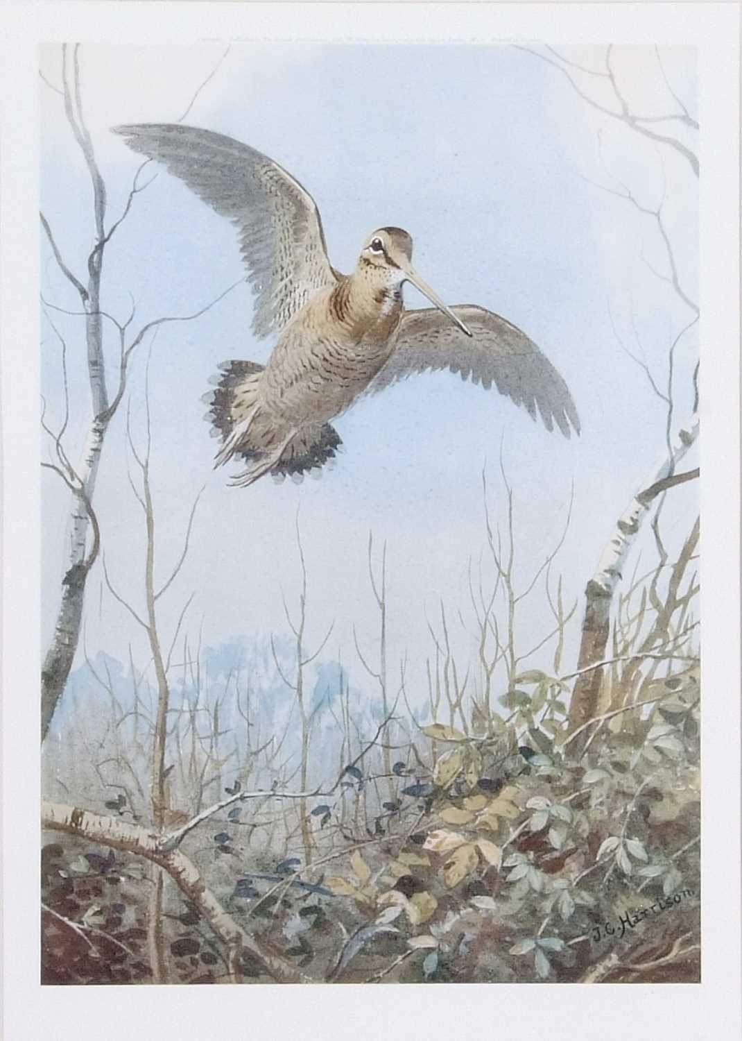 After John Cyril Harrison, A pair of prints featuring a woodcock and snipe breaking cover, framed - Image 3 of 5