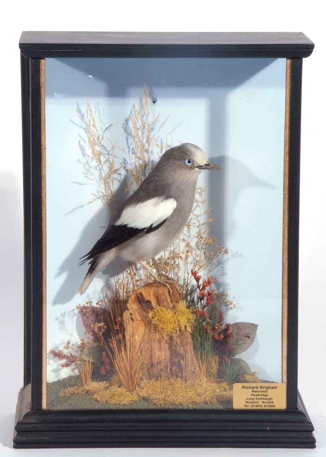 Taxidermy cased White-shouldered Starling Male (Sturnia sinensis) in a naturalistic setting and - Image 3 of 3