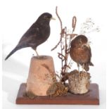 Modern uncased taxidermy pair of male and female common black birds (Turdus merula) on