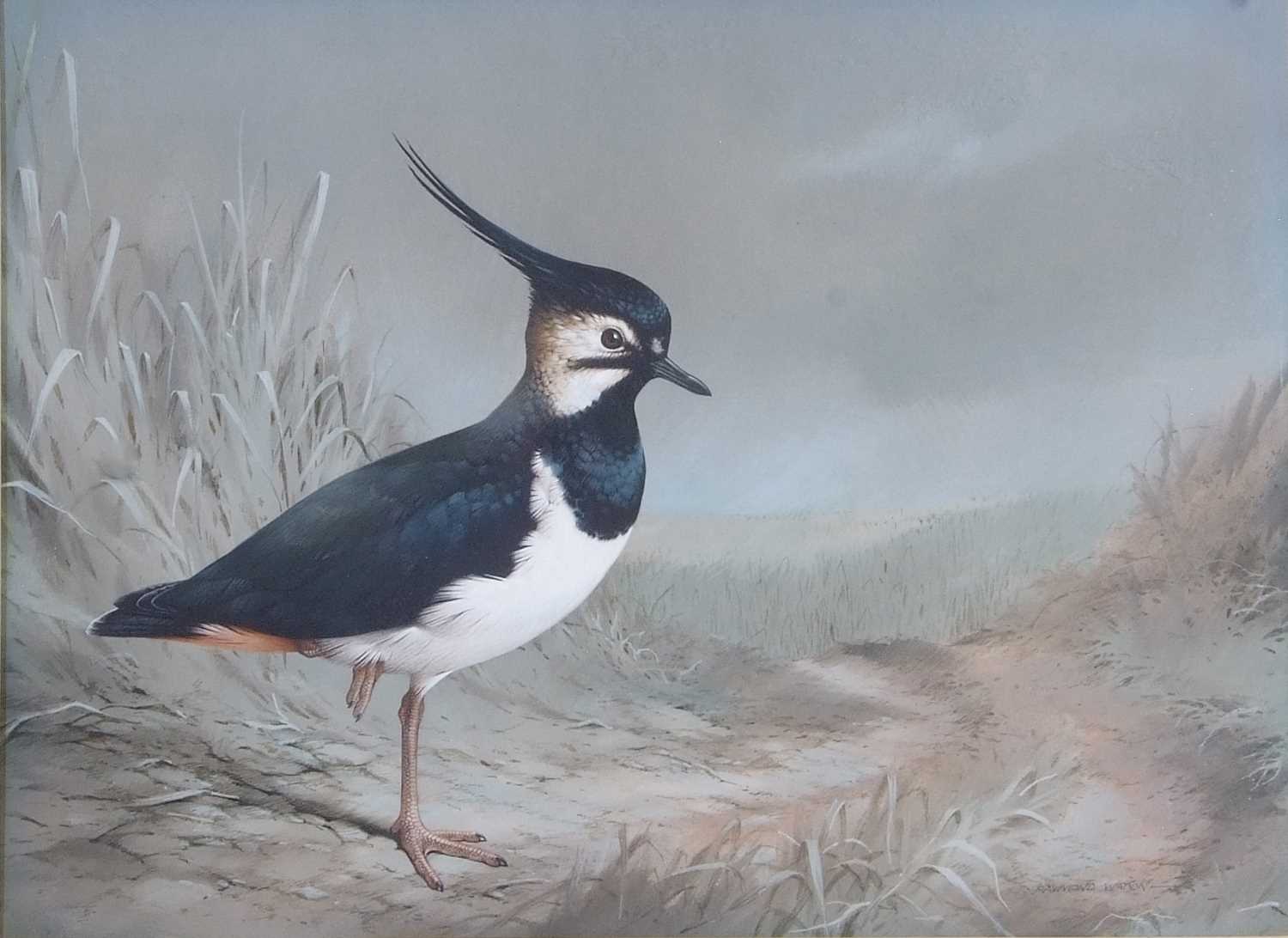 Raymond C. Watson (British, 1935-1994), Lapwing, watercolour, signed. 11x16 - Image 2 of 2