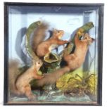 Taxidermy cased family set of three red squirrels (Sciurus vulgaris) decorated in a naturalistic