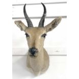 A 20th century taxidermy Bohor Reed Buck Antelope (Redunca redunca) head and torso