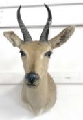 A 20th century taxidermy Bohor Reed Buck Antelope (Redunca redunca) head and torso