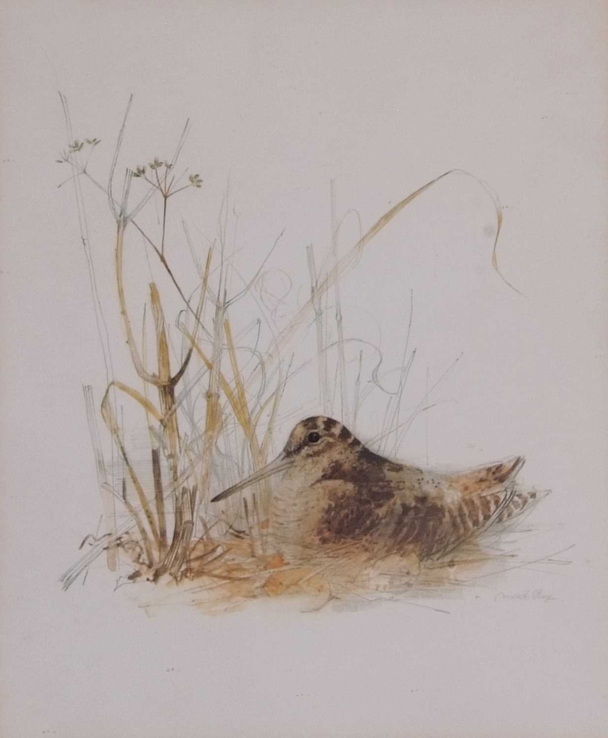 Mads Stage (Danish, 20th Century), Woodcock, watercolour, signed. 11x9ins - Image 2 of 2