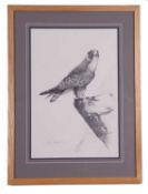 Terence Lambert (British, Contemporary), A pencil study of a pergrin falcon, signed, mounted and