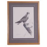 Terence Lambert (British, Contemporary), A pencil study of a pergrin falcon, signed, mounted and