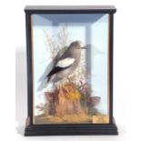 Taxidermy cased White-shouldered Starling Male (Sturnia sinensis) in a naturalistic setting and