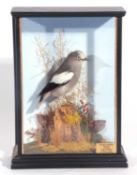 Taxidermy cased White-shouldered Starling Male (Sturnia sinensis) in a naturalistic setting and