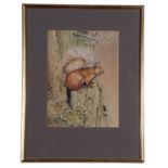 John Last (British Contemporary), Red Squirrel, watercolour, signed, 10x7ins. Framed and