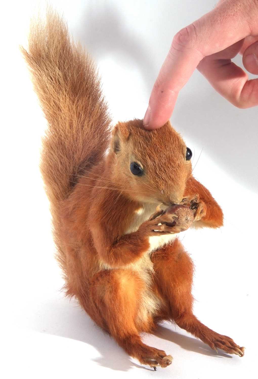 Uncased very well done, taxidermy red squirrel (Sciurus vulgaris) holding and nibbling a nut/acorn - Image 5 of 5