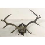 Early 20th-century taxidermy mounted 11 pointer red stag antlers and top of skull By Rowland