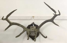 Early 20th-century taxidermy mounted 11 pointer red stag antlers and top of skull By Rowland