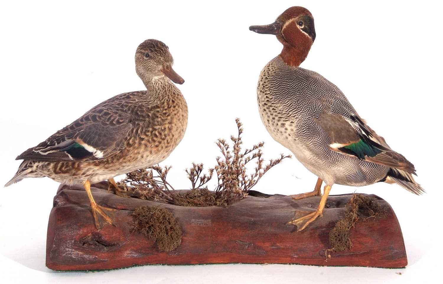 Modern taxidermy pair of teal (Anas crecca) male and female by taxidermist Niel Nicholls (label to - Image 2 of 2