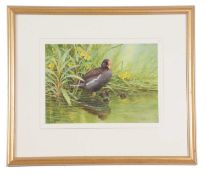 Neil Cox (British, Contemporary), Common Moorhen, watercolour, signed. 10x13insQty: 1
